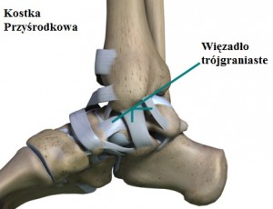 ankle_arthroscopy_ligaments